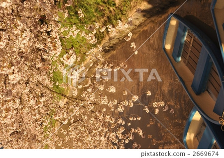 boat, cherry blossom, cherry tree 2669674