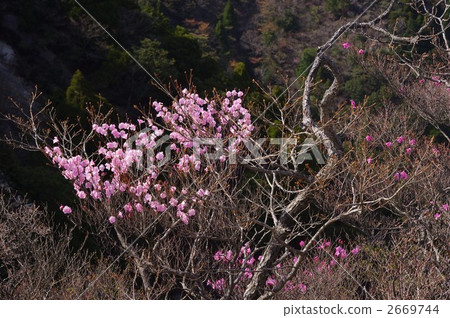 Miyabi-dake的Akayashio（靠近登山路的第6站） 2669744