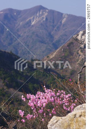 Akayashio blooming in Otomodake (Looking north from the east side of the mountaineering road killet) 2669757