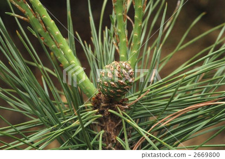 Pinus densiflora (coniferous) 2669800