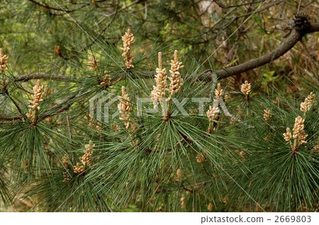 Pinus densiflora (male flower) Pinus densiflora (male flower) 2669803
