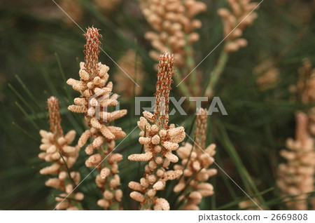 Pinus densiflora（雄花） 2669808