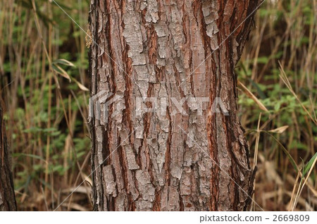 Pinus densiflora (bark) 2669809