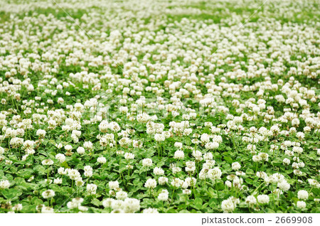 Clover field 2669908