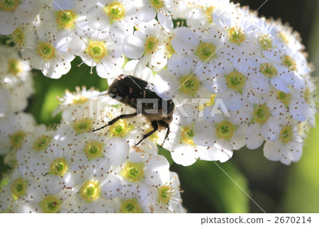 Flower chafer, eucetonia pilifera, kodemari flower 2670214