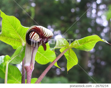 Flower of Musashi Bumi (endangered species) ~ Horizontal cut Flower of Musashi Bumi (endangered species) ~ Horizontal cut 2670234