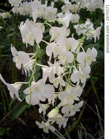 蘭花花 蘭花花 2670371