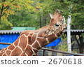 Giraffe  2670618