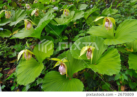 Kumagai草 Kumagai草 2670809