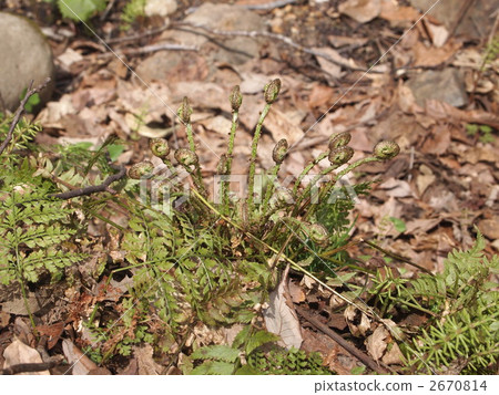 Sprout of spring 2670814