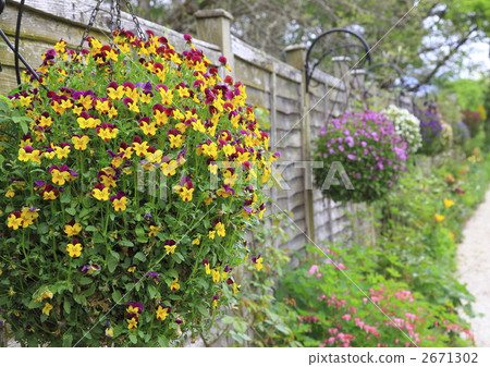 violet, violets, hanging basket 2671302