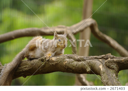 Squirre 2671403