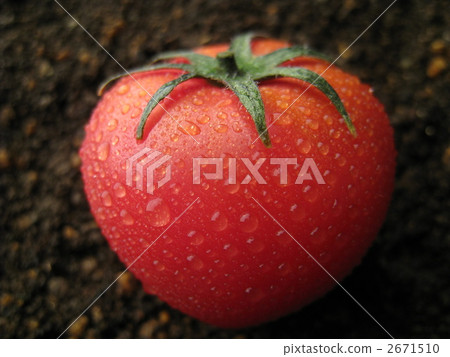 Tomatoes on the soil 2671510