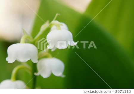 香草谷_02 香草谷_02 2671513