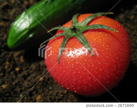 蕃茄和黃瓜與waterdrops在土壤 2671600