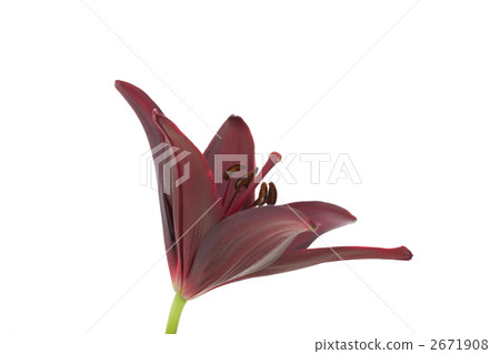 Yuri Randini 2671908