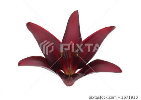 Yuri Randini 2671910