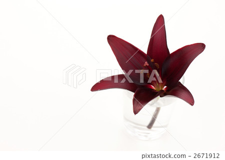 Yuri Randini 2671912