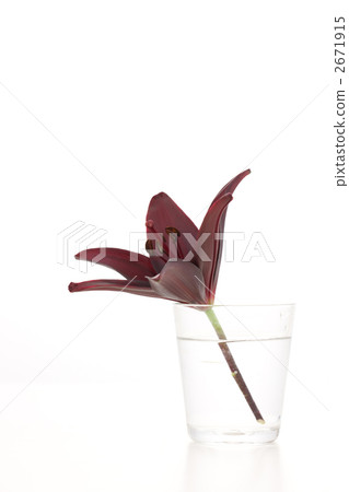 Yuri Randini 2671915