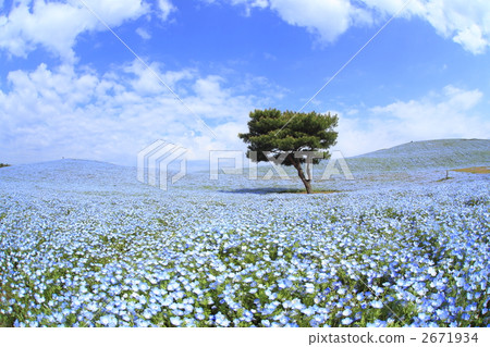 Nemophila領域風景 2671934