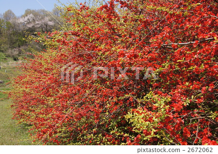 當地梨的紅色花朵（模糊的花朵） 2672062