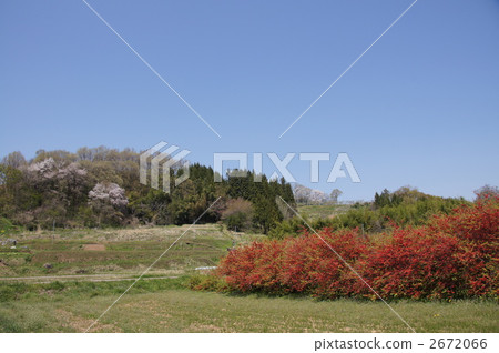 當地梨的紅色花朵（模糊的花朵） 2672066
