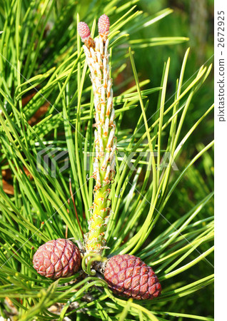 pine, pinetree, plant