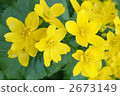 caltha palustris, bloom, blossom 2673149