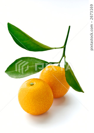 金橘 金橘 2673169