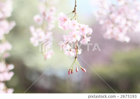 紅色深棕色櫻桃圖像 紅色深棕色櫻桃圖像 2673193