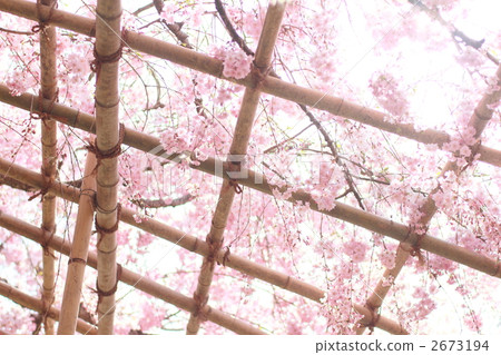 紅色深棕色櫻桃圖像 2673194