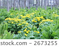 caltha palustris, marsh, wetlands 2673255