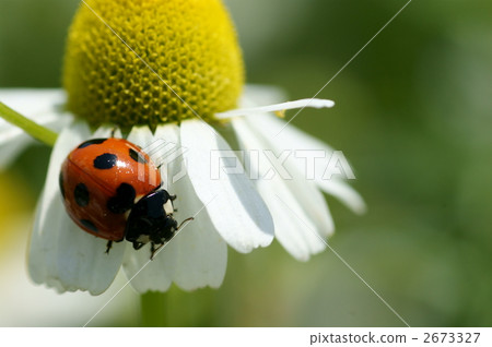 Nana Hoshi Tentou Nana Hoshi Tentou 2673327