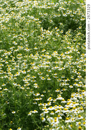 Chamomile group Chamomile group 2673329