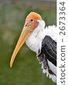 stork, storks, painted stork 2673364
