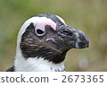 penguin, penguins, face up-close 2673365
