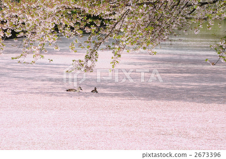 Flower raft duck Flower raft duck 2673396