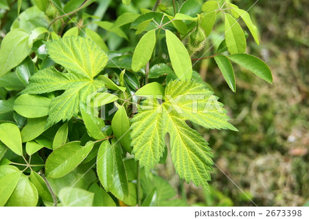 Hop's leaves 2673398