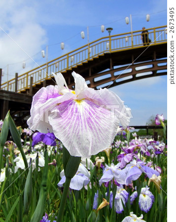 Pale purple astonishing 1 Pale purple astonishing 1 2673495