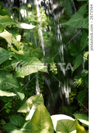 在綠色，水流。 2673564