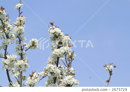 Apple flowers and honey bees 2673729