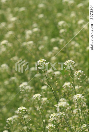 Pen penguin grass on one side Pen penguin grass on one side 2673804