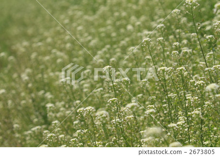 Pen penguin grass on one side Pen penguin grass on one side 2673805