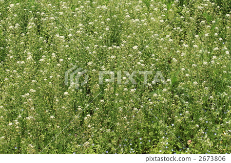 Pen penguin grass on one side Pen penguin grass on one side 2673806