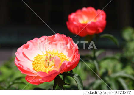 Botan (Coral Supreme) Botan (Coral Supreme) 2673877