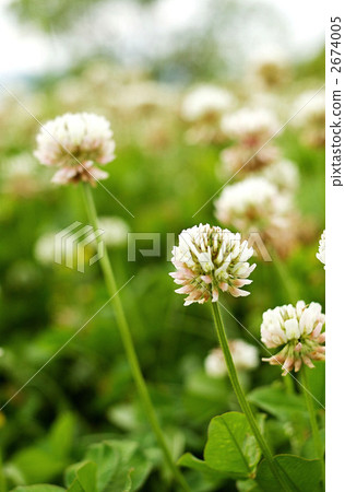 white clover, clover, dutch clover 2674005