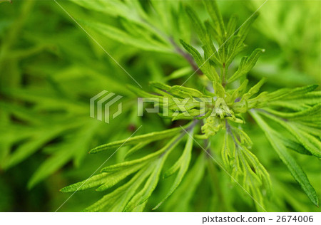 艾蒿 葉 樹葉 2674006