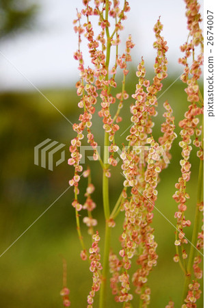 rumex acetosherb, rumex acetosa, sorrel 2674007