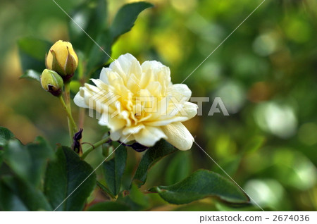 現代玫瑰 2674036