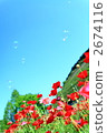 花園 罌粟花 花朵 2674116